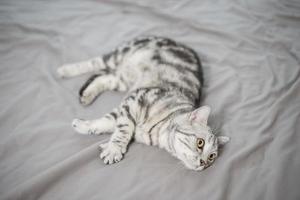 White Marble Cute Scottish fold cat. photo