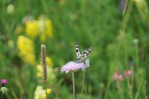 mariposa en el clima soleado de verano foto