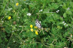 Butterfly on sunny summer weather photo