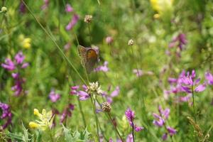 mariposa en el clima soleado de verano foto