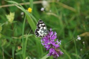 Butterfly on sunny summer weather photo