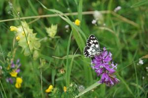 Butterfly on sunny summer weather photo