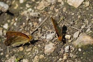 Butterfly on sunny summer weather photo