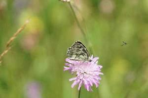 mariposa en el clima soleado de verano foto