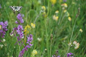 Butterfly on sunny summer weather photo