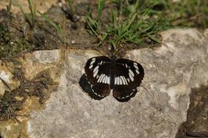 mariposa en el clima soleado de verano foto