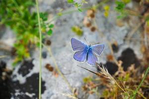 mariposa en el clima soleado de verano foto