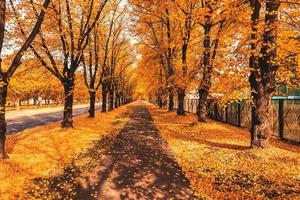 callejón de árboles de otoño naranja en el parque. foto