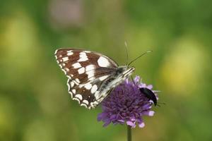 mariposa en el clima soleado de verano foto