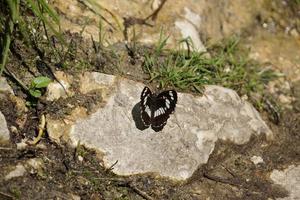 mariposa en el clima soleado de verano foto