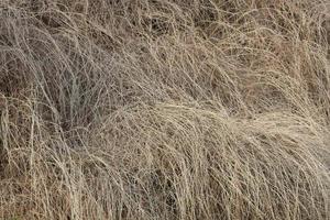 Background of dry grass isolated. Gray grass texture. photo