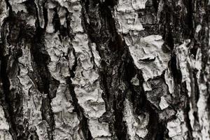 textura en relieve de la corteza marrón de un árbol con musgo verde y liquen sobre ella. corteza de enfoque selectivo. panorama circular ampliado de la corteza de un roble.