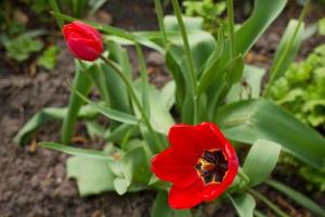 Spring flowers banner - bunch of red tulip flowers on the background of the earth in the park. photo