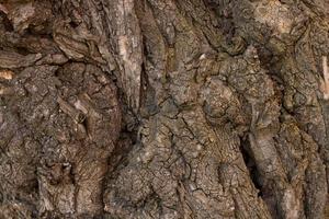 Embossed texture of the brown bark of a tree with green moss and lichen on it. Selective focus bark. Expanded circular panorama of the bark of an oak. photo