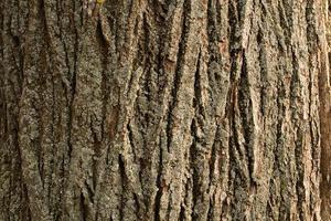 Embossed texture of the brown bark of a tree with green moss and lichen on it. Selective focus bark. Expanded circular panorama of the bark of an oak. photo