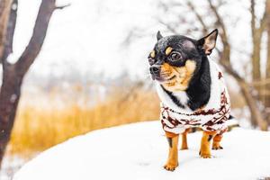 Chihuahua dog stands on a bench in winter in snowy weather in clothes. Animal, pet. photo