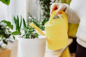 Woman is watering house plants photo