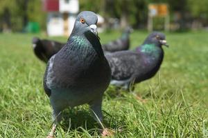 Portrait of a pigeon in close-up on green grass photo