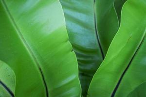 Green bunch of tropical plant leaves photo