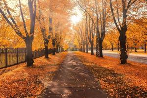 callejón de árboles de otoño naranja en el parque. foto