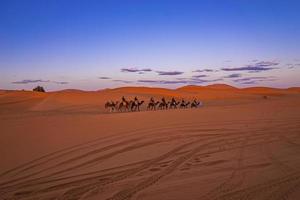 Caravan of camels with tourists going through the sand in desert