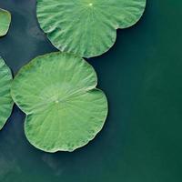 Green lotus leaf in the lake. photo