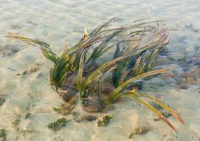 The seagrass growing at the coastline Samui island. photo