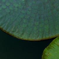 The large victoria lotus leaf . photo