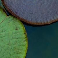The large victoria lotus leaf . photo