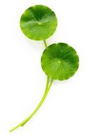 Centella asiatica leaves isolated on white background. photo