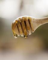 Golden honey dripping  with wooden dipper. photo