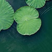 hoja de loto verde en el lago. foto