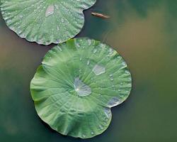 hoja de loto verde en el lago. foto