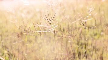 Flowering grass during on the morning. photo