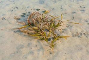 The seagrass growing at the coastline Samui island.