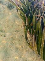 la hierba marina que crece en la costa de la isla de samui. foto