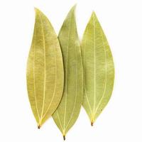 Close up bay leaves isolated on white background with top view and copy space . photo