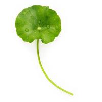 Close up centella asiatica leaves with rain drop isolated on white background top view. photo