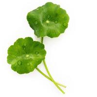 Close up centella asiatica leaves with rain drop isolated on white background top view. photo