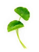 Close up centella asiatica leaves with rain drop isolated on white background top view. photo