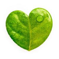 Close up lemon leaves heart shape isolated on white background. photo