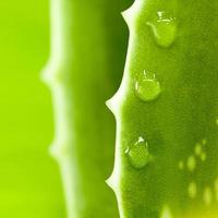 Fresh aloe leaf with water drop . photo