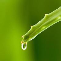 hoja de aloe fresca con gota de agua. foto