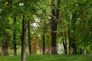 Blur park with bokeh light background, nature, garden, spring and summer season.Blurred background. photo