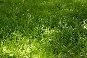 Green grass texture background. Grassy surface of green colour. photo