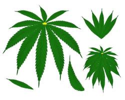 Color hand drawn cannabis. Green hemp plant seeds, sketch cannabis leaf and marijuana bud vector illustration set. Bundle of elegant detailed natural drawings of wild hemp foliage and inflorescences.