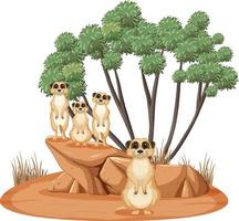 Isolated nature scene with meerkat family vector