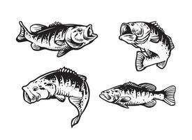 largemouth fish set illustration vector