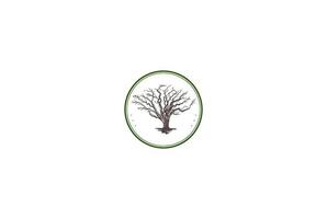 Vintage Retro Dry Dead Oak Banyan Tree Logo Design Vector