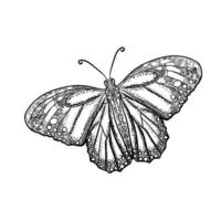 mariposa dibujada a mano ilustración vector